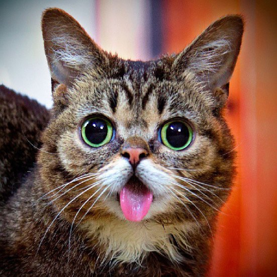 cat sticking out tongue